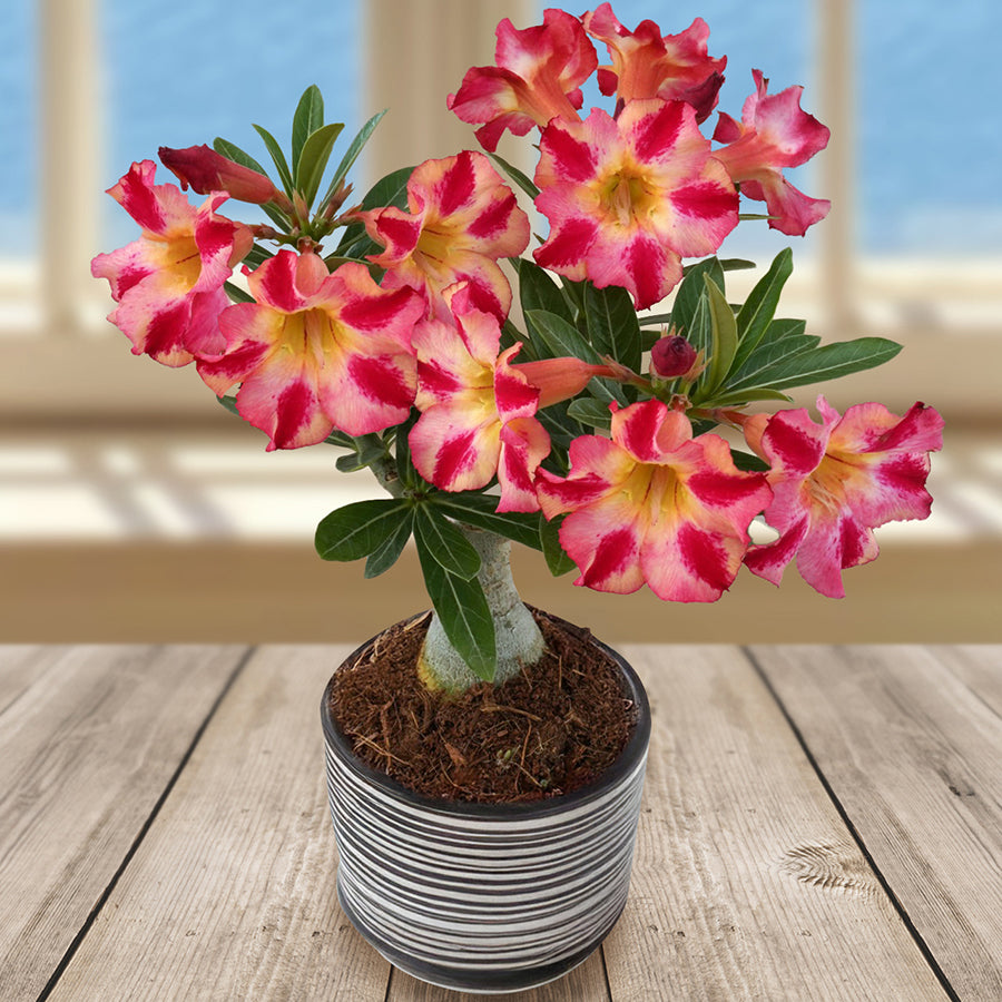 Desert Rose ?Fireworks? (Adenium hybrid)
